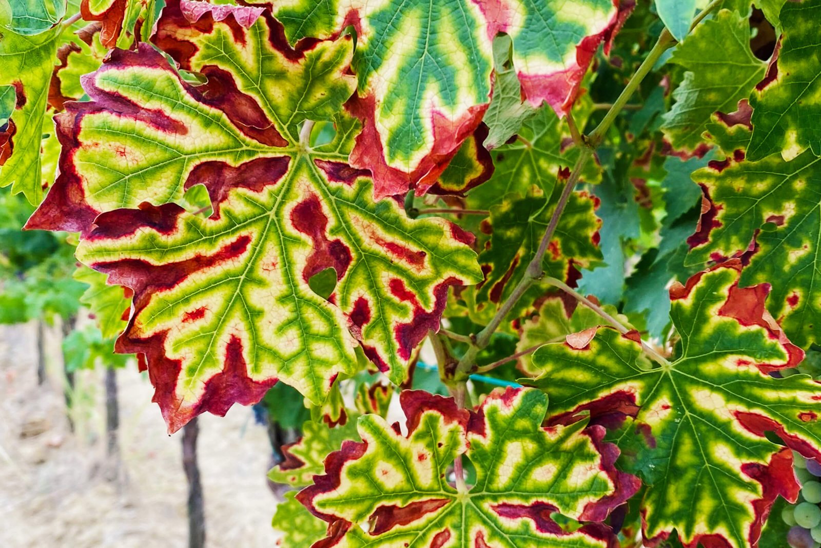 05_difesa_fitosanitaria