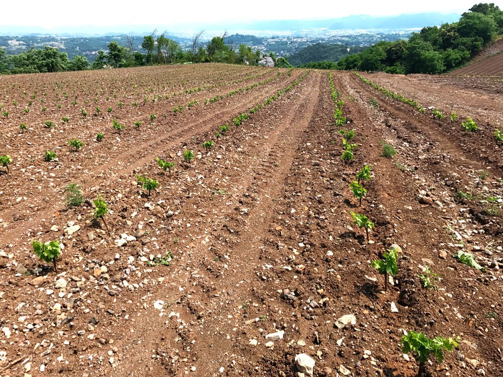 progettazione-vigneto_2