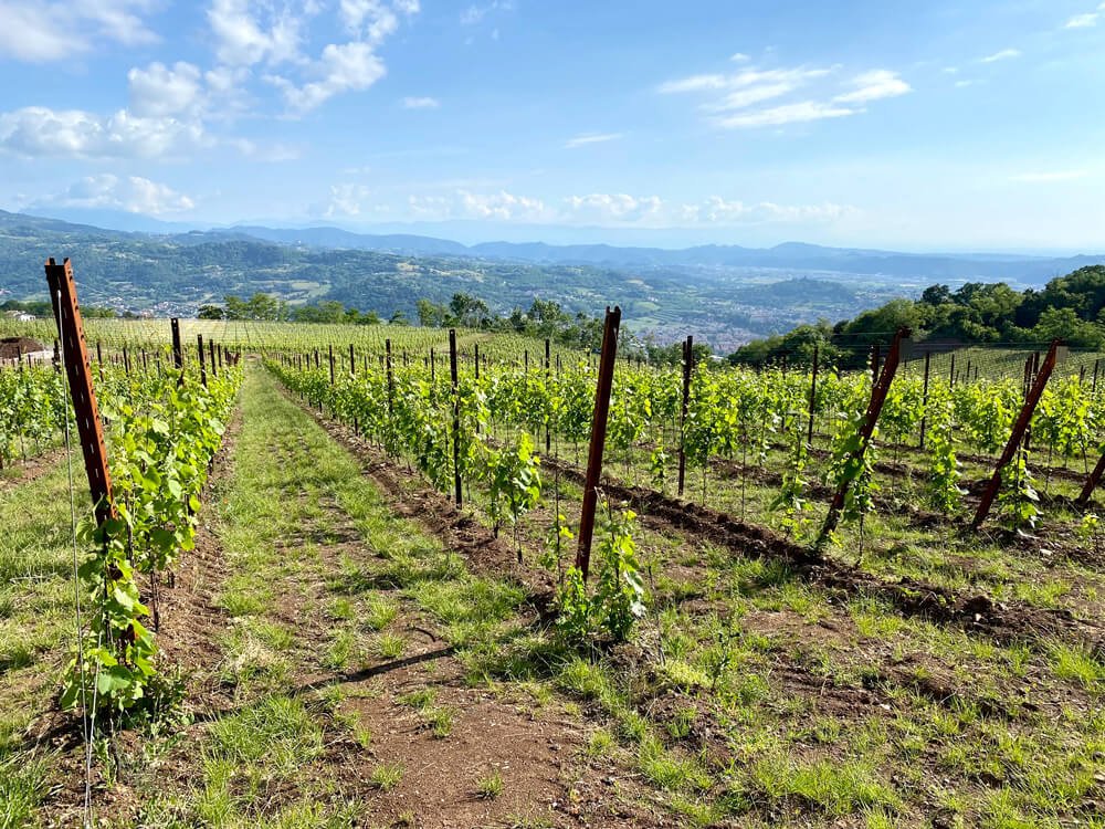 progettazione-vigneto_5