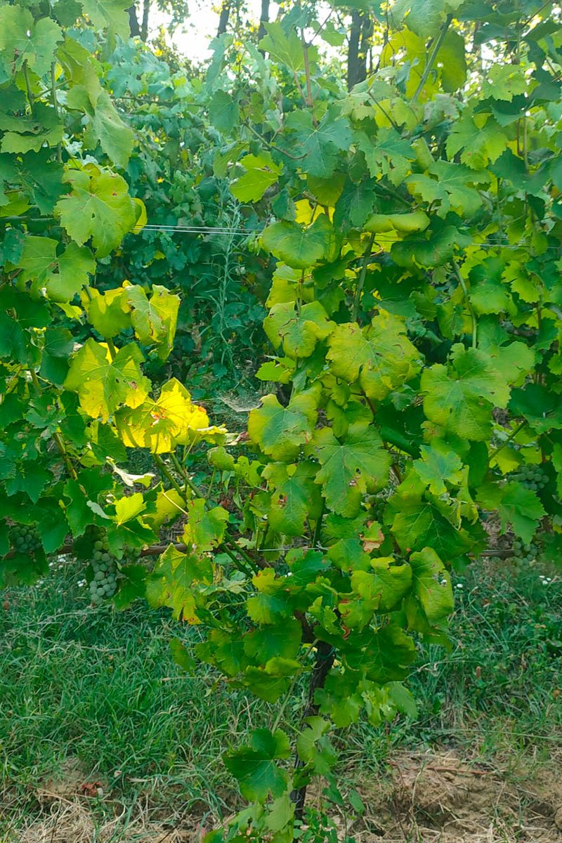 flavescenza-dorata-cure flavescenza dorata vite trattamenti