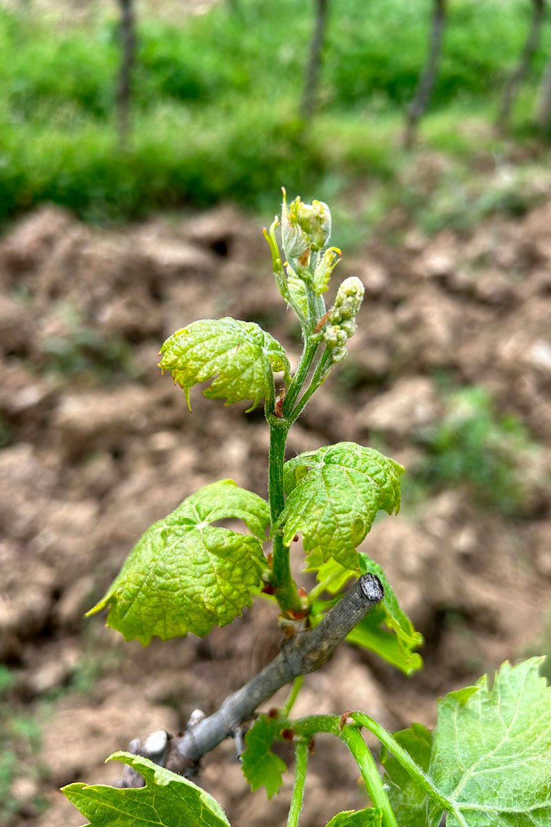 flavescenza-dorata-sintomi flavescenza dorata della vite