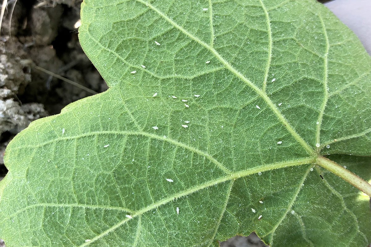 vettore-flavescenza-dorata-vite vettore flavescenza dorata vite