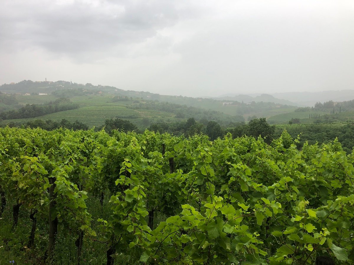 viticultural season 2022-2023