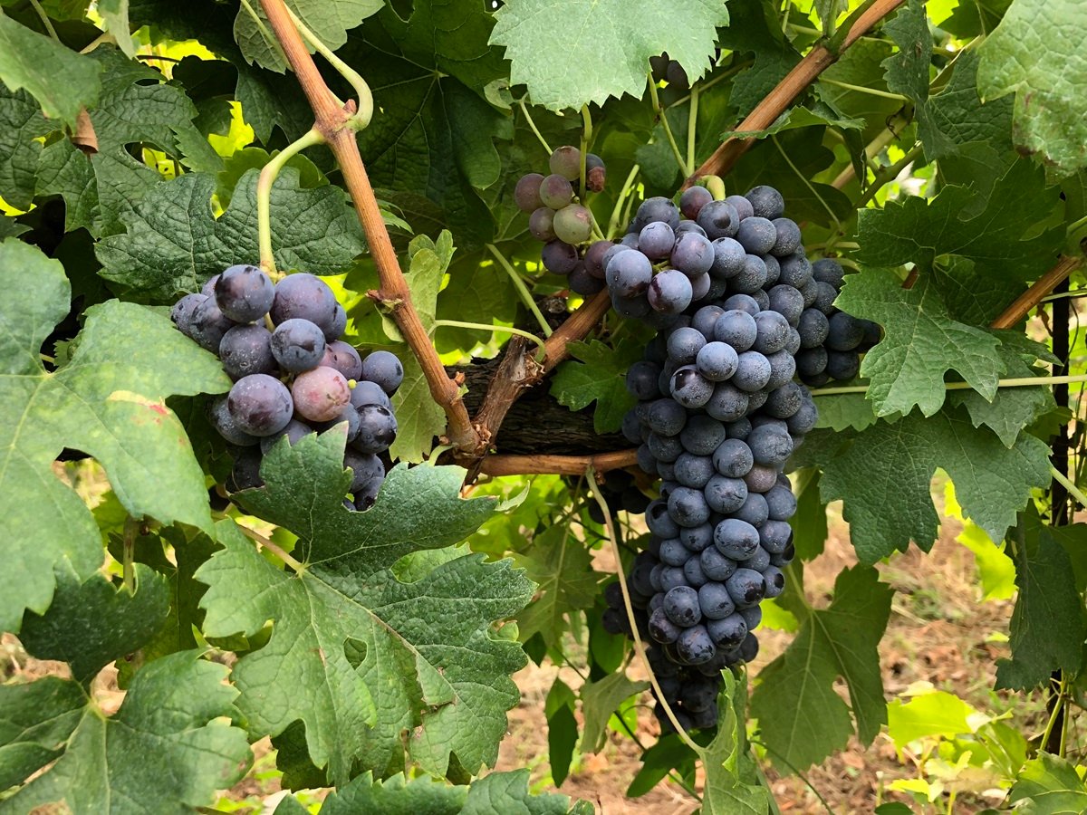 viticultural season 2022-2023 vitenova