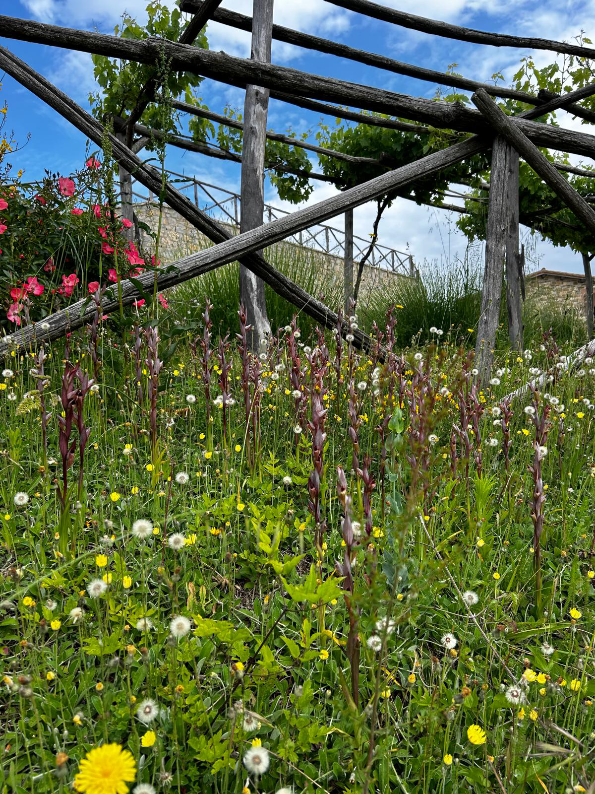 annata-2024-fiori-vigna