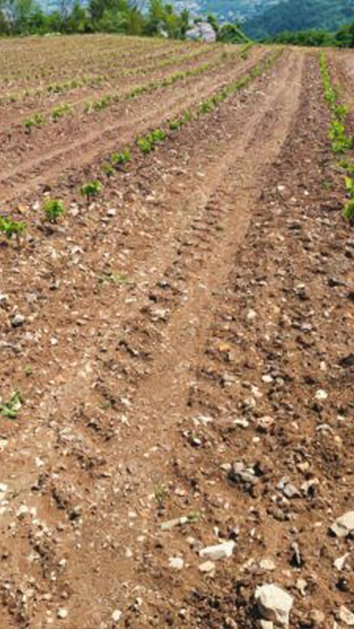 Design and agronomic management of the vineyard. We oversee all its stages: planning, planting, management, and harvesting. 
