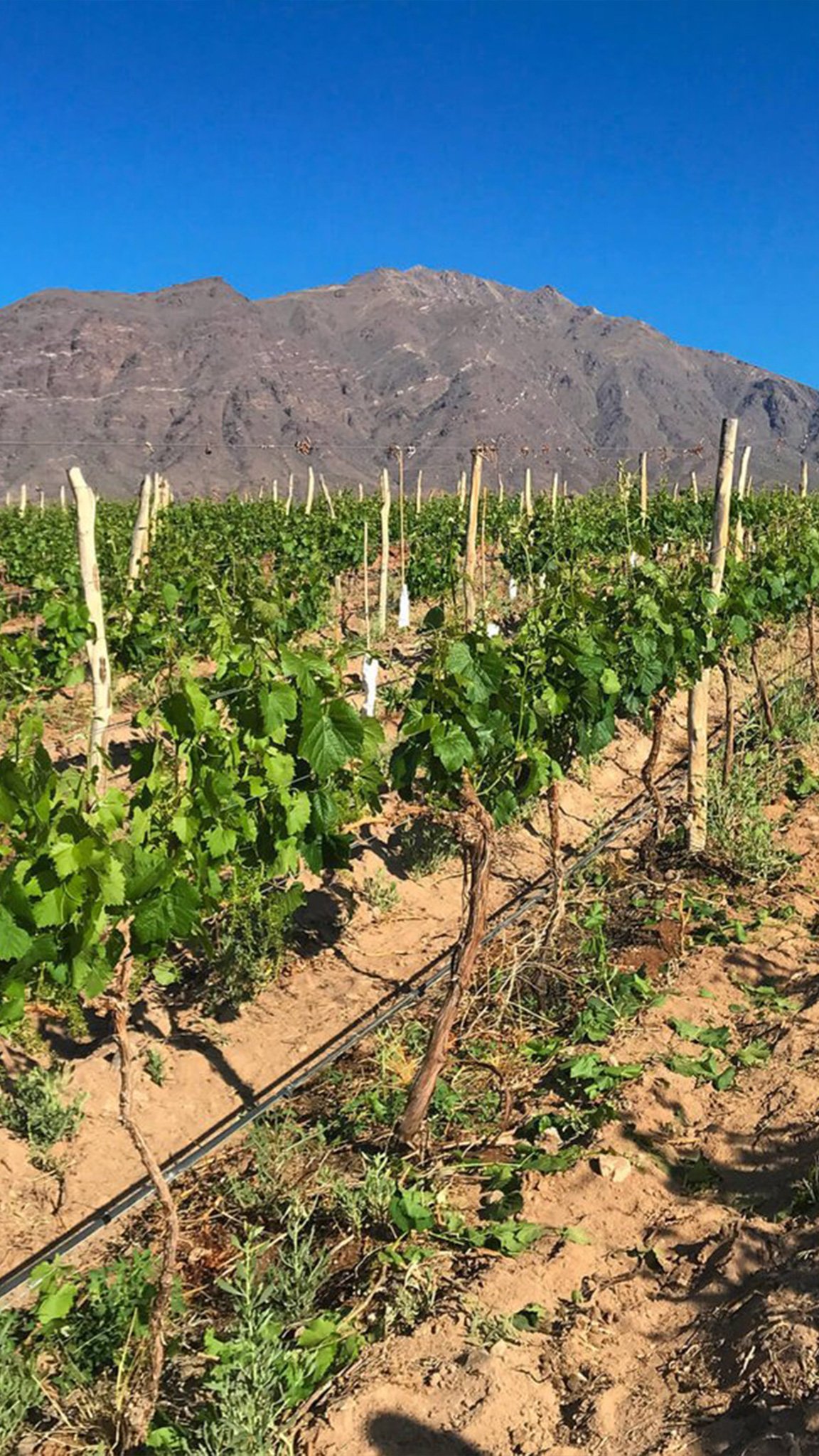 We support winegrowers through every stage of the vineyard’s lifecycle, aiming to fully express both its qualitative and quantitative potential.