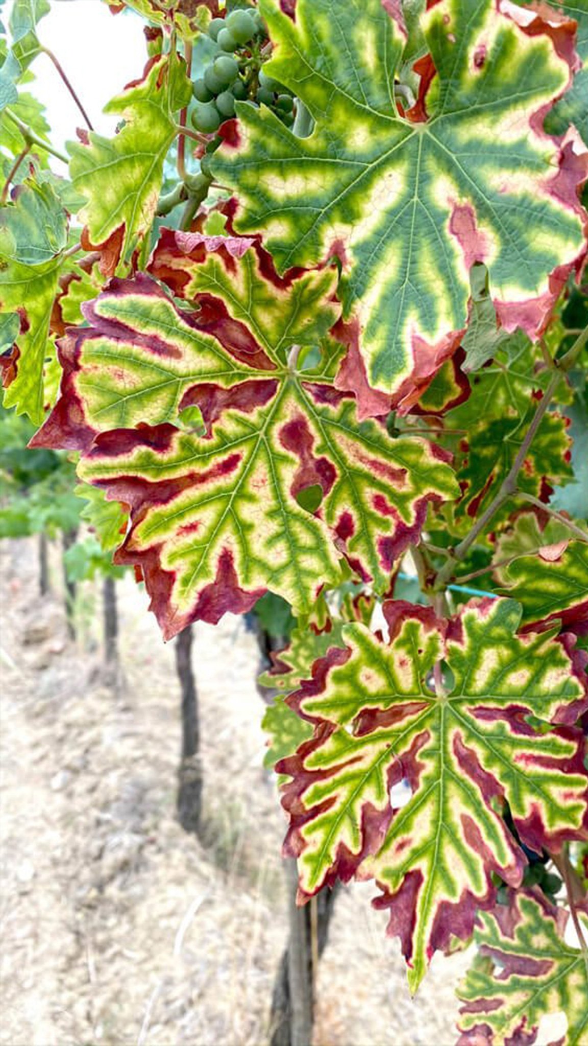 Vitenova develops effective strategies that respect agroecological balance across a variety of vineyard management systems.
