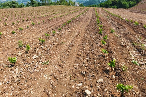 progettazione del vigneto