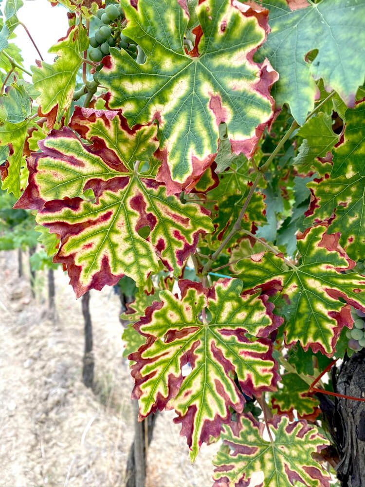difesa fitosanitaria