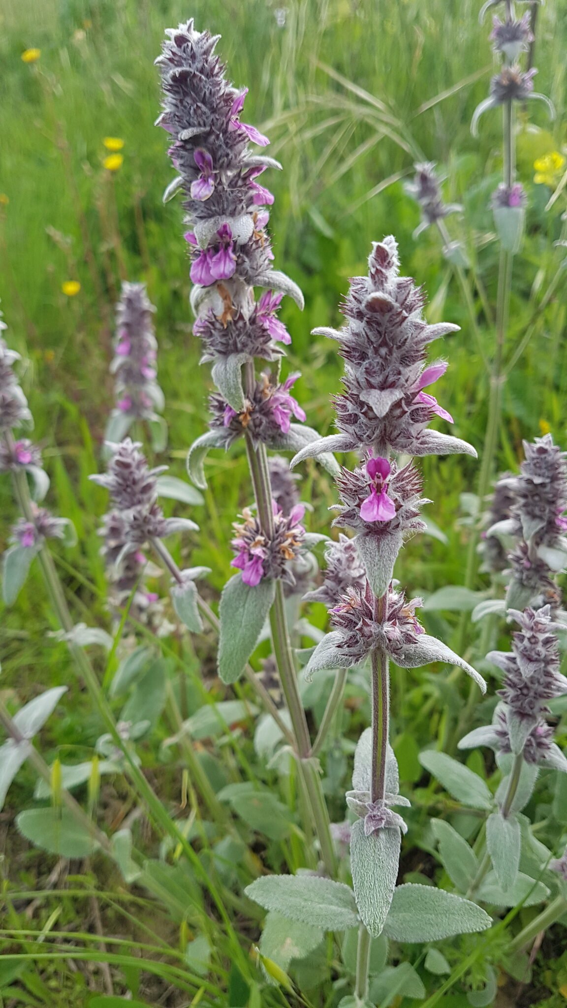 progetto biodiversità